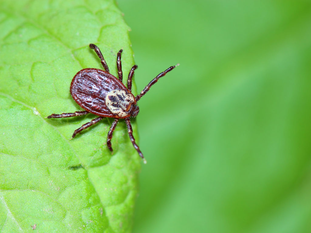 Ticks - Children's Medical Group